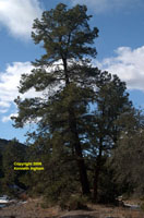 Overview of Pinus leiophylla var. chihuahuana photographed on the Black Water Hole hike in the Peloncillo Mountains in the bootheel of NM. 
